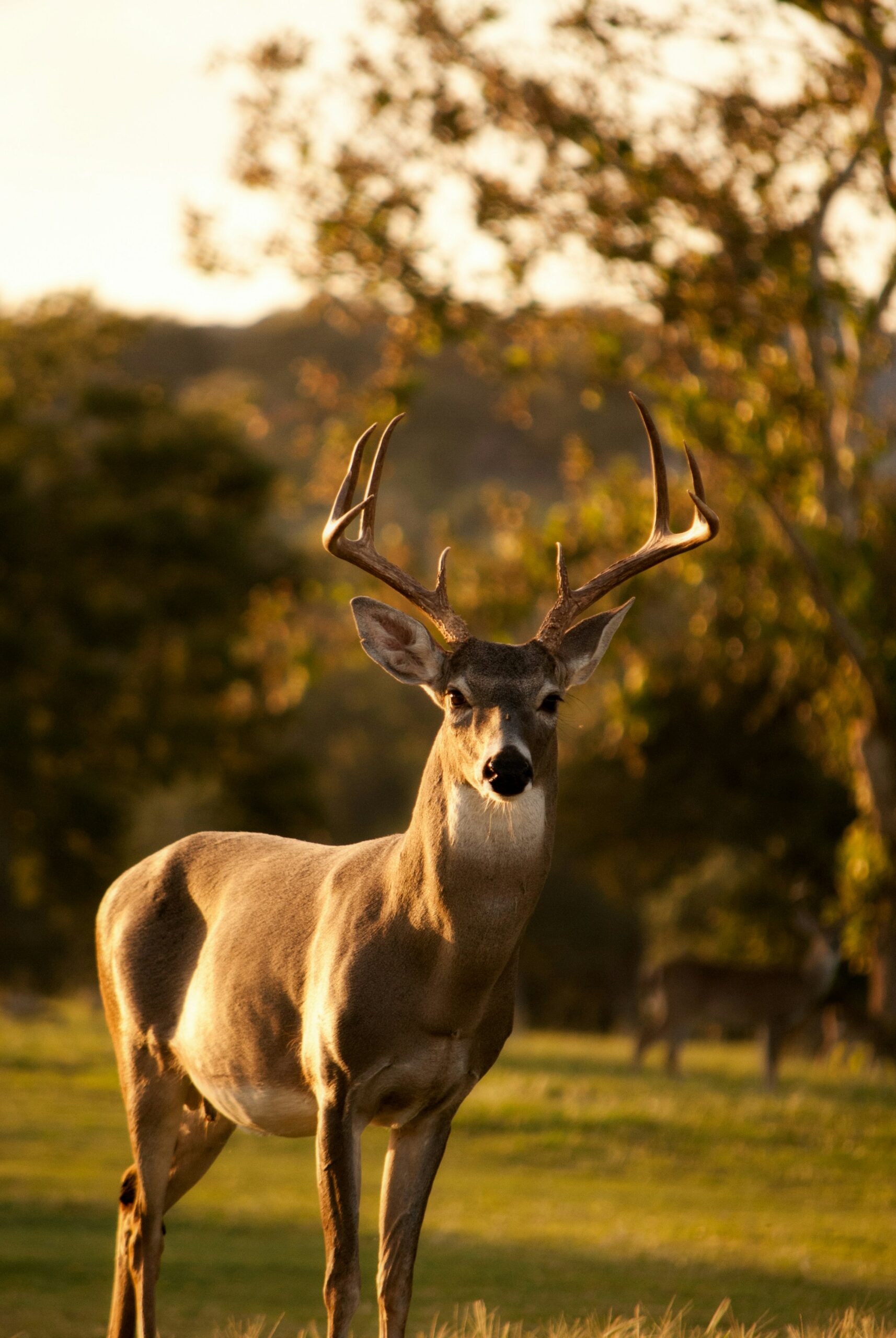 Deer Rut Listening Hike & Raclette Dinner